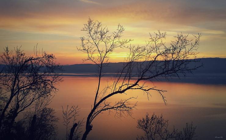 Lake Ohrid Winter Trees