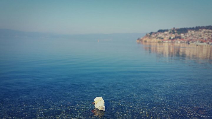 Lake Ohrid Swan