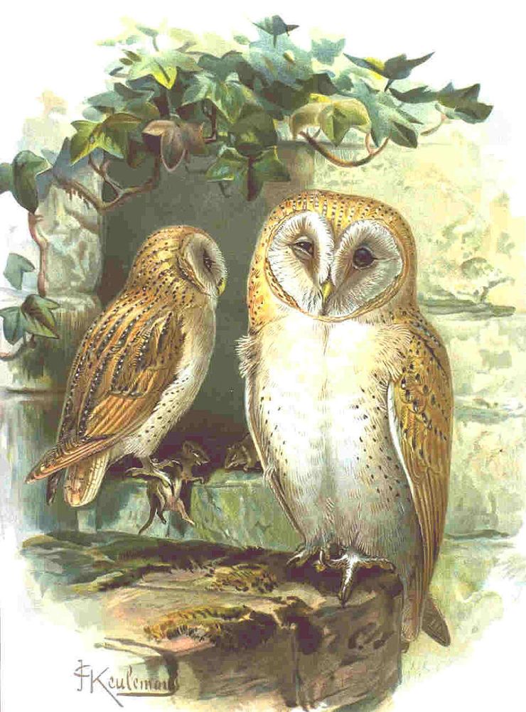 Tyto alba_Keulemans