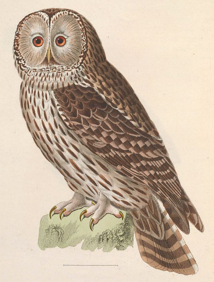 Ural Owl